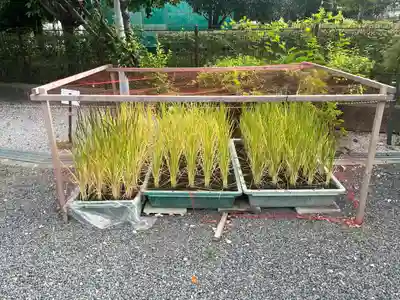 朝日氷川神社(埼玉県)