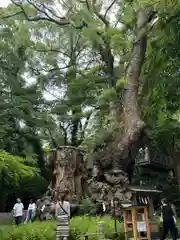 來宮神社(静岡県)