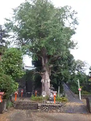 中神熊野神社の自然