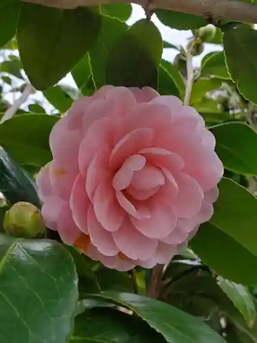 沙沙貴神社の自然
