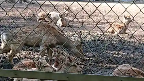 鹿島神宮の動物