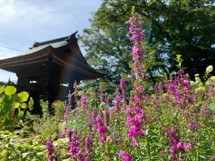 普門寺(切り絵御朱印発祥の寺)の自然
