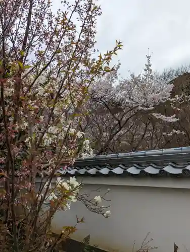 勝持寺（花の寺）(京都府)