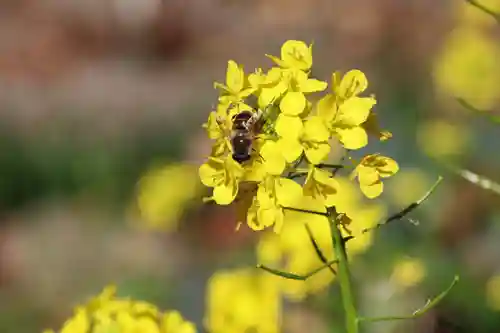 高司神社〜むすびの神の鎮まる社〜の庭園
