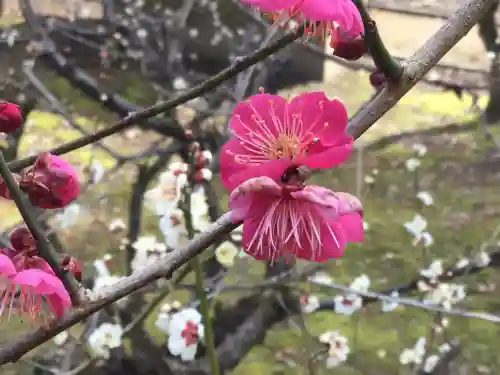 北野天満宮(京都府)