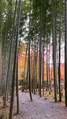 圓光寺(京都府)