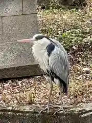 前玉神社の動物