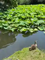 旗上弁財天社(神奈川県)