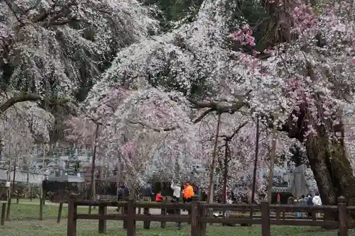 清雲寺の庭園