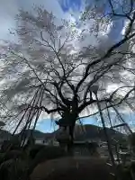 林陽寺の{uncategorized: "未分類", other: "その他", undefined: "問題あり", building: "その他建物", grave: "お墓", sacred_gate: "鳥居", guardian: "狛犬", statue: "像", buddha: "仏像", history: "歴史", nature: "自然", garden: "庭園", animal: "動物", pagoda: "塔", temizu: "手水舎", mountain_gate: "山門・神門", sanctuary: "本殿・本堂", subordinate: "末社・摂社", art: "芸術", scenery: "景色", jizo: "地蔵", ema: "絵馬", goshuin: "御朱印", omikuji: "おみくじ", items: "授与品その他", amulet: "お守り", goshuincho: "御朱印帳", eats: "食事", festival: "お祭り", votive_dance: "神楽", shichigosan: "七五三参", wedding: "結婚式", experience: "体験その他", initially: "初詣", around: "周辺", anti_infection: "感染症対策"}