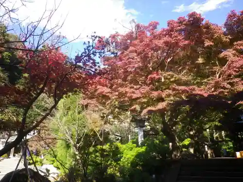 荏柄天神社の自然