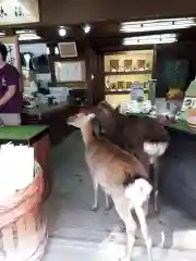 東大寺の動物