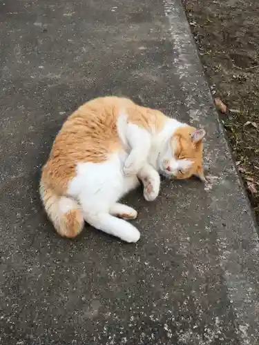 小内神社の動物