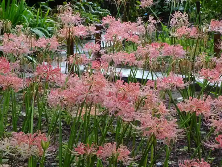 横浜 西方寺の自然
