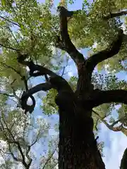 御霊神社の自然