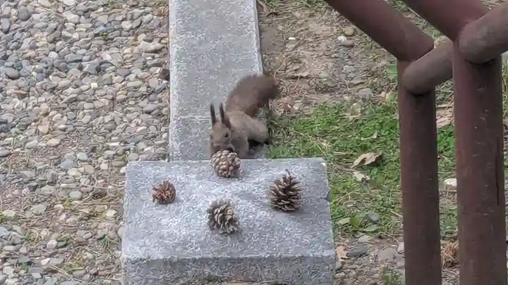 上川神社の動物