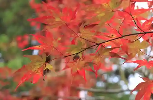 鍬山神社(京都府)