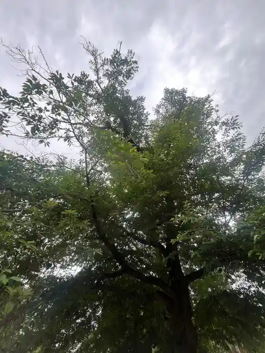 諏訪神社(東京都)