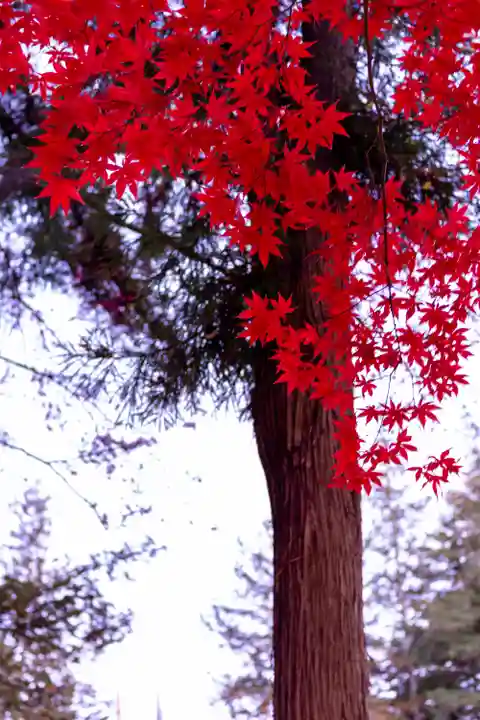 諏訪大社下社秋宮(長野県)