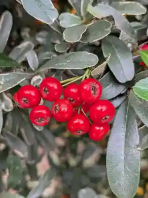 成子天神社(東京都)