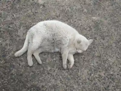 羽黒神社の動物
