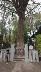 田無神社の自然