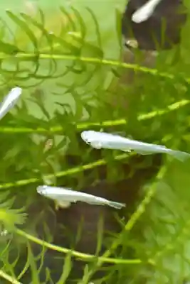 正法寺(滋賀県)