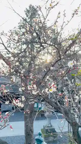鎮守氷川神社の自然