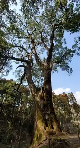 榎原神社の自然