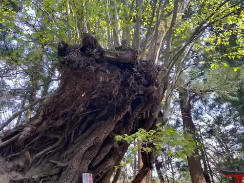 御嶽神社の自然