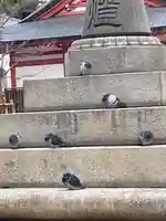 土佐稲荷神社の動物