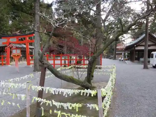 吉田神社のおみくじ