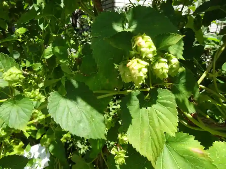 高輪神社の自然