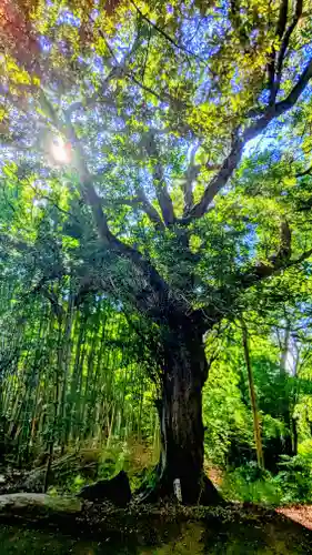 七百餘所神社 の景色