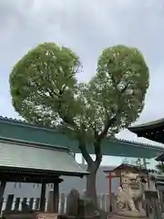 南宮宇佐八幡神社（脇浜神社）の自然