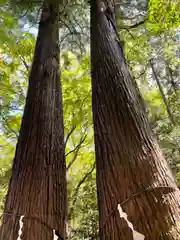 石楯尾神社の自然