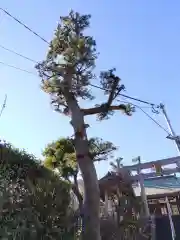 若宮御霊神社(神奈川県)