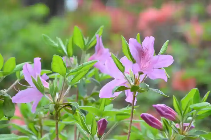 塩船観音寺(東京都)