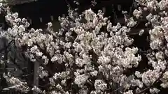 平野神社の自然