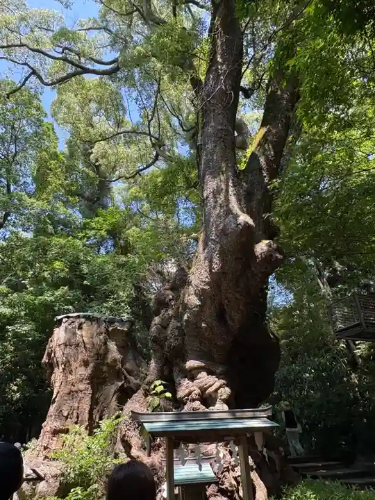 來宮神社(静岡県)