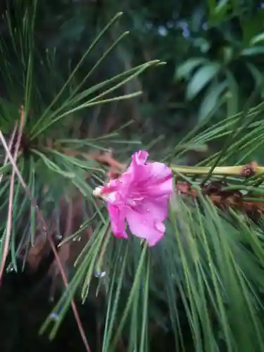 白髭社(愛知県)