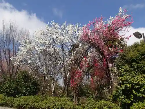 櫻木神社の自然