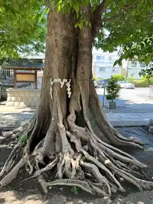 滝野川八幡神社(東京都)