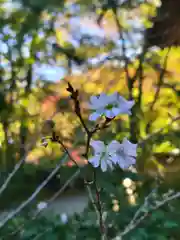 十輪寺(京都府)