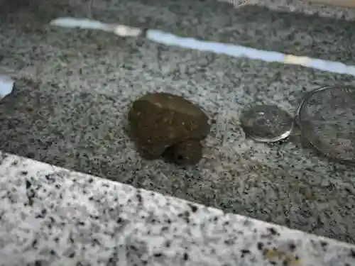 亀有香取神社(東京都)