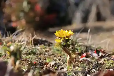 関場神社の自然