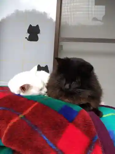 御誕生寺（猫寺）の動物