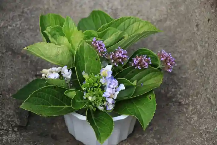 熊野福藏神社の手水舎