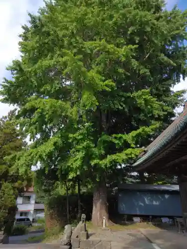 杉山神社（葉山・上山口）(神奈川県)