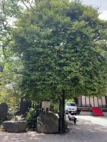 馬橋稲荷神社の自然